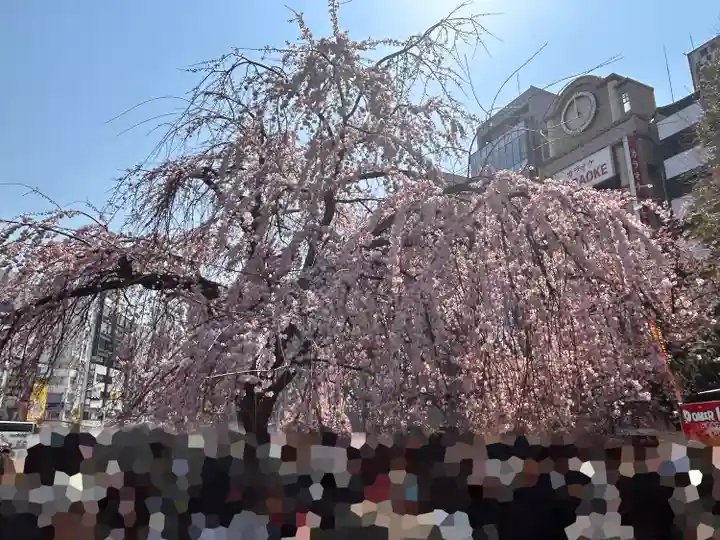 五條天神社の自然