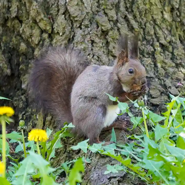 美幌神社の動物