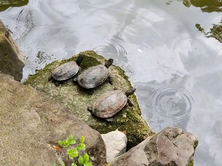 西宮神社の動物