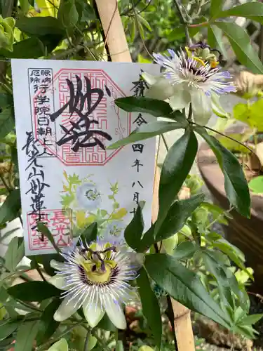 妙蓮寺の御朱印