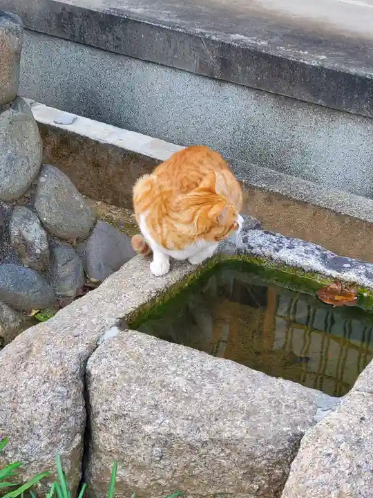 福厳寺の動物