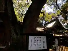 春日神社の自然