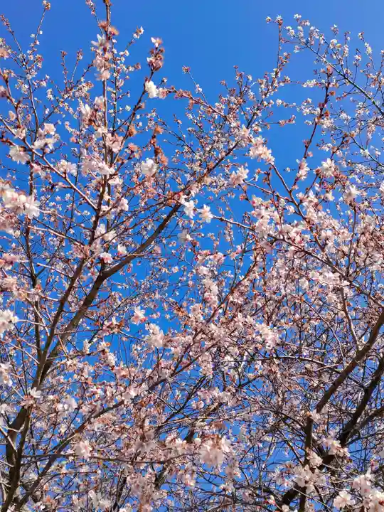 萱津神社の自然