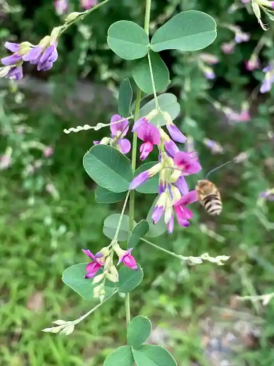 梨木神社(京都府)