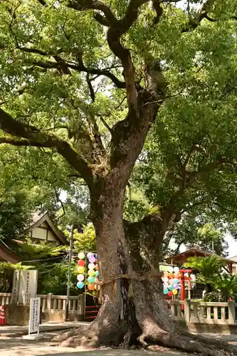 大御和神社(徳島県)
