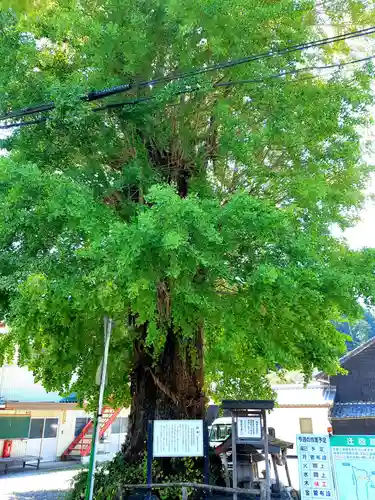 六所神社の自然