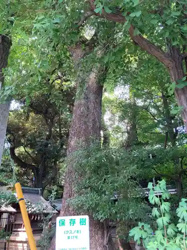 荏原神社の自然
