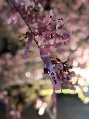 桜神宮(東京都)