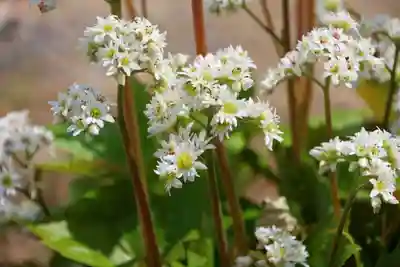 大鏑神社の庭園