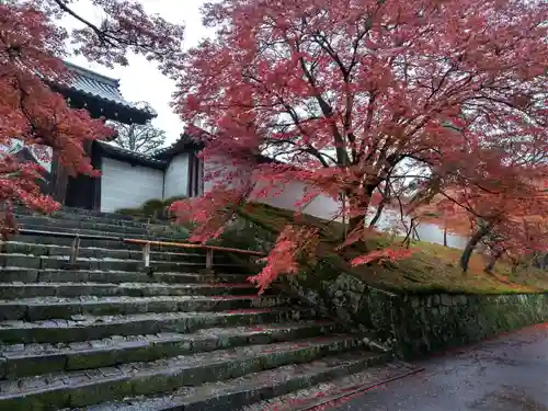 曼殊院門跡の自然