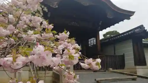 仁和寺の山門