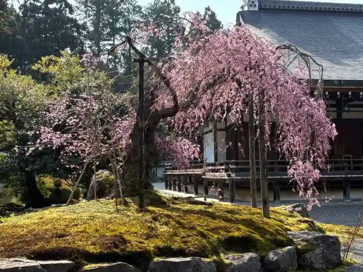 西芳寺の{uncategorized: "未分類", other: "その他", undefined: "問題あり", building: "その他建物", grave: "お墓", sacred_gate: "鳥居", guardian: "狛犬", statue: "像", buddha: "仏像", history: "歴史", nature: "自然", garden: "庭園", animal: "動物", pagoda: "塔", temizu: "手水舎", mountain_gate: "山門・神門", sanctuary: "本殿・本堂", subordinate: "末社・摂社", art: "芸術", scenery: "景色", jizo: "地蔵", ema: "絵馬", goshuin: "御朱印", omikuji: "おみくじ", items: "授与品その他", amulet: "お守り", goshuincho: "御朱印帳", eats: "食事", festival: "お祭り", votive_dance: "神楽", shichigosan: "七五三参", wedding: "結婚式", experience: "体験その他", initially: "初詣", around: "周辺", anti_infection: "感染症対策"}