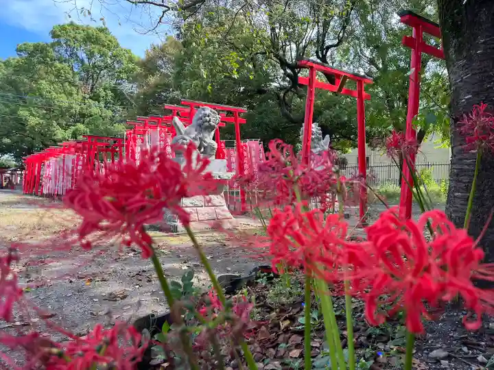 於菊稲荷神社の自然