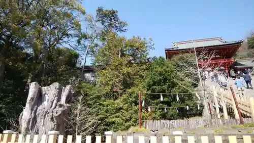 鶴岡八幡宮の自然