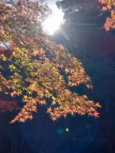 明月院(神奈川県)