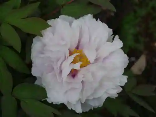 東長谷寺　薬王院の自然