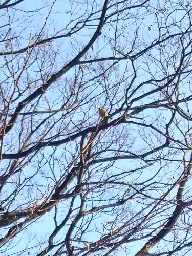 阿智神社の動物
