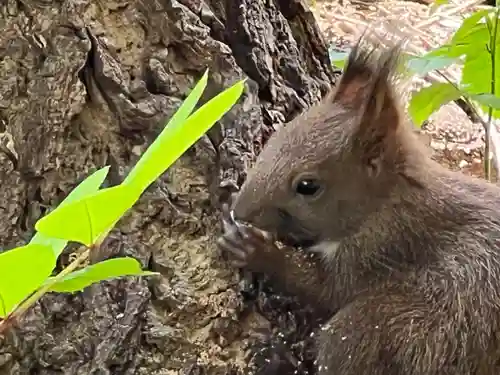 札幌諏訪神社の動物