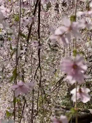 頂法寺（六角堂）(京都府)