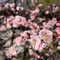 松本山　地福禅寺の自然