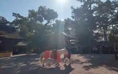 住吉大社(大阪府)