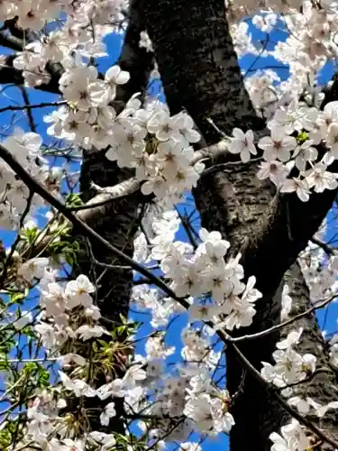 三島八幡神社の自然