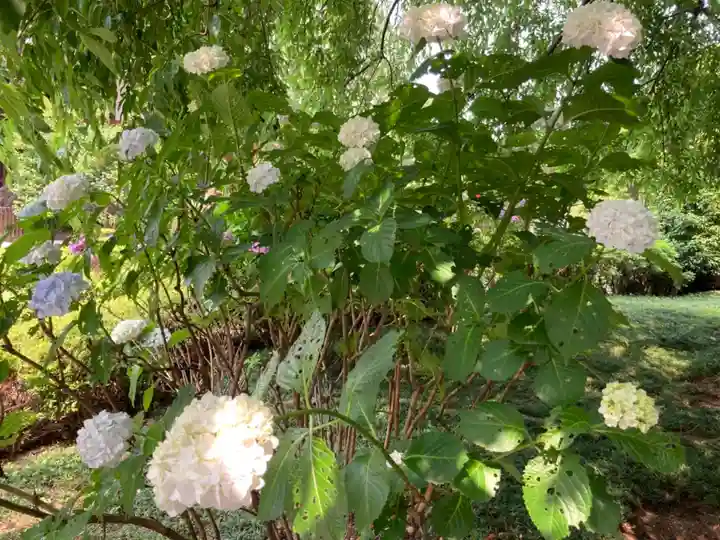 日蓮宗 浄運寺の自然