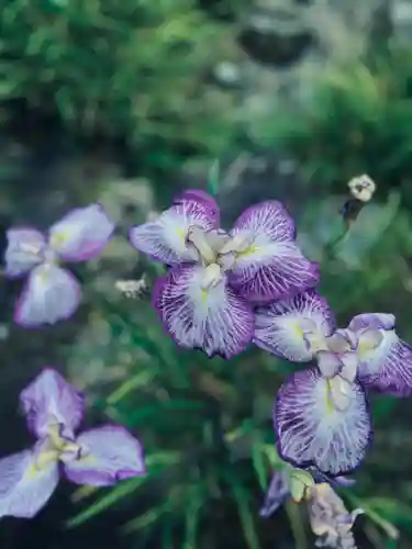 三室戸寺(京都府)