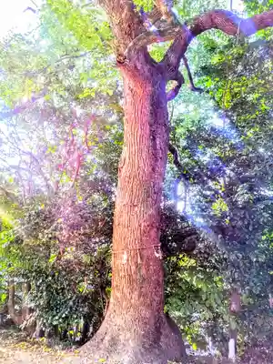 神明社(田中神明社)の自然