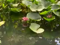 金澤神社の自然