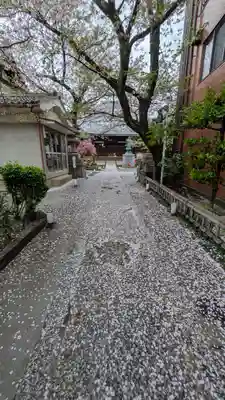墨染寺（桜寺）(京都府)