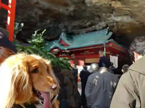 鵜戸神宮の動物