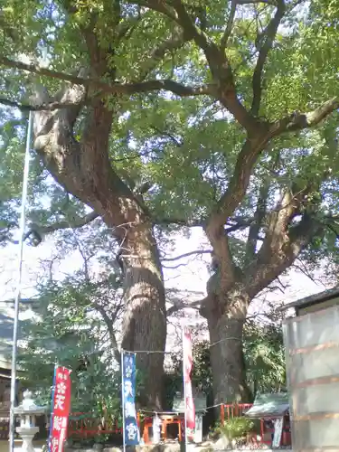 松原神社の自然