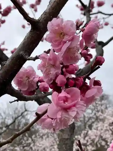 北海道神宮の自然