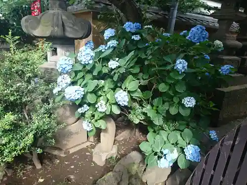 新井薬師（梅照院）の自然