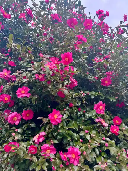 京都乃木神社の{uncategorized: "未分類", other: "その他", undefined: "問題あり", building: "その他建物", grave: "お墓", sacred_gate: "鳥居", guardian: "狛犬", statue: "像", buddha: "仏像", history: "歴史", nature: "自然", garden: "庭園", animal: "動物", pagoda: "塔", temizu: "手水舎", mountain_gate: "山門・神門", sanctuary: "本殿・本堂", subordinate: "末社・摂社", art: "芸術", scenery: "景色", jizo: "地蔵", ema: "絵馬", goshuin: "御朱印", omikuji: "おみくじ", items: "授与品その他", amulet: "お守り", goshuincho: "御朱印帳", eats: "食事", festival: "お祭り", votive_dance: "神楽", shichigosan: "七五三参", wedding: "結婚式", experience: "体験その他", initially: "初詣", around: "周辺", anti_infection: "感染症対策"}