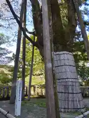 白山比咩神社の自然