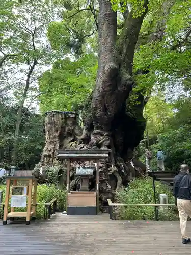 來宮神社(静岡県)