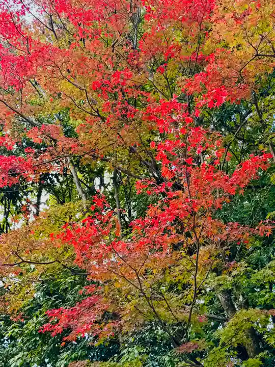 御寺 泉涌寺(京都府)