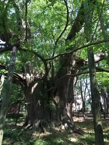 飯香岡八幡宮の自然