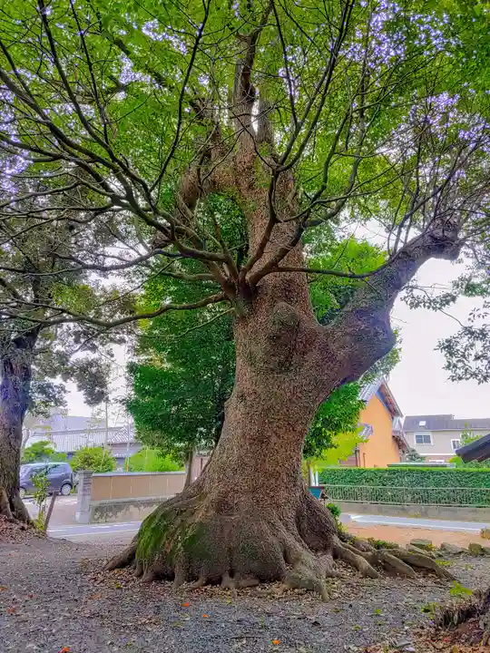 白鳥神社(白鳥町)の自然