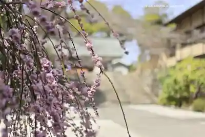 所澤神明社の自然