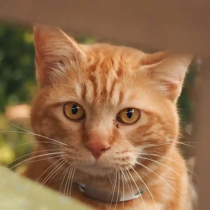 天王山 安楽寺(福井県)