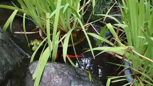 馬橋稲荷神社の庭園