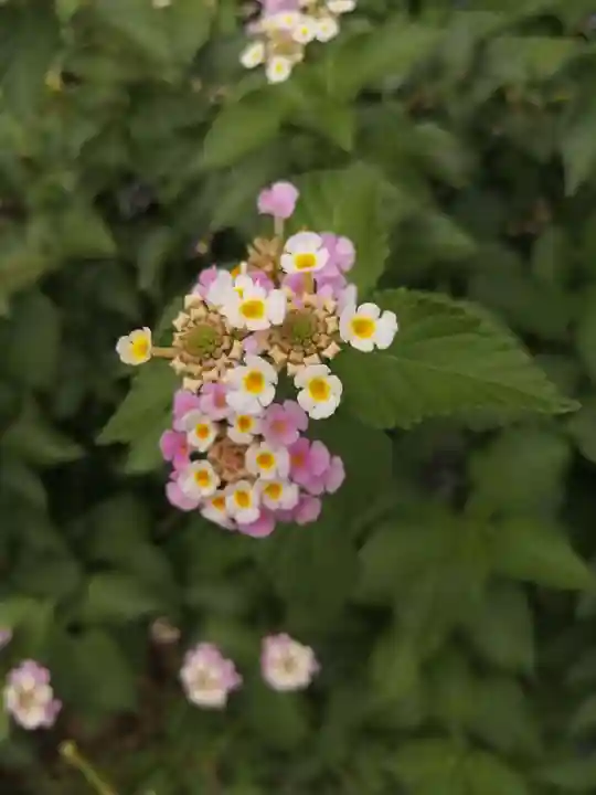 源九郎稲荷神社(奈良県)