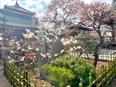 西新井大師総持寺(東京都)