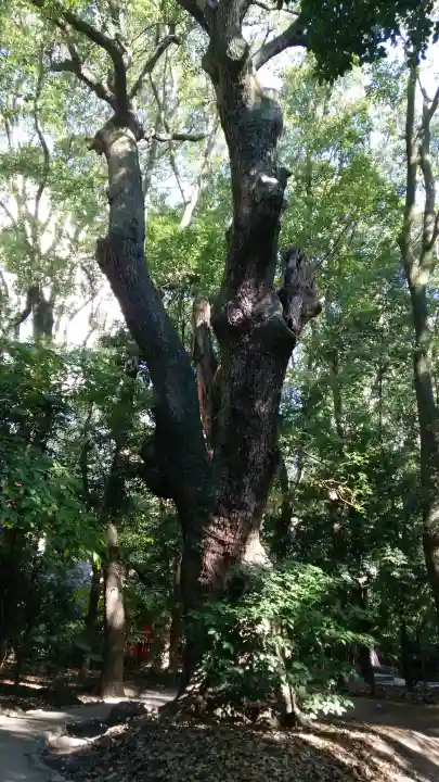 生田神社の{uncategorized: "未分類", other: "その他", undefined: "問題あり", building: "その他建物", grave: "お墓", sacred_gate: "鳥居", guardian: "狛犬", statue: "像", buddha: "仏像", history: "歴史", nature: "自然", garden: "庭園", animal: "動物", pagoda: "塔", temizu: "手水舎", mountain_gate: "山門・神門", sanctuary: "本殿・本堂", subordinate: "末社・摂社", art: "芸術", scenery: "景色", jizo: "地蔵", ema: "絵馬", goshuin: "御朱印", omikuji: "おみくじ", items: "授与品その他", amulet: "お守り", goshuincho: "御朱印帳", eats: "食事", festival: "お祭り", votive_dance: "神楽", shichigosan: "七五三参", wedding: "結婚式", experience: "体験その他", initially: "初詣", around: "周辺", anti_infection: "感染症対策"}