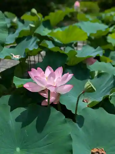 東寺（教王護国寺）(京都府)