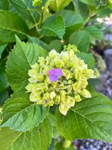 成田山函館別院函館寺の自然