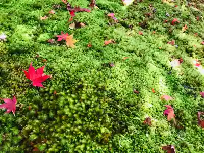 西芳寺の{uncategorized: "未分類", other: "その他", undefined: "問題あり", building: "その他建物", grave: "お墓", sacred_gate: "鳥居", guardian: "狛犬", statue: "像", buddha: "仏像", history: "歴史", nature: "自然", garden: "庭園", animal: "動物", pagoda: "塔", temizu: "手水舎", mountain_gate: "山門・神門", sanctuary: "本殿・本堂", subordinate: "末社・摂社", art: "芸術", scenery: "景色", jizo: "地蔵", ema: "絵馬", goshuin: "御朱印", omikuji: "おみくじ", items: "授与品その他", amulet: "お守り", goshuincho: "御朱印帳", eats: "食事", festival: "お祭り", votive_dance: "神楽", shichigosan: "七五三参", wedding: "結婚式", experience: "体験その他", initially: "初詣", around: "周辺", anti_infection: "感染症対策"}